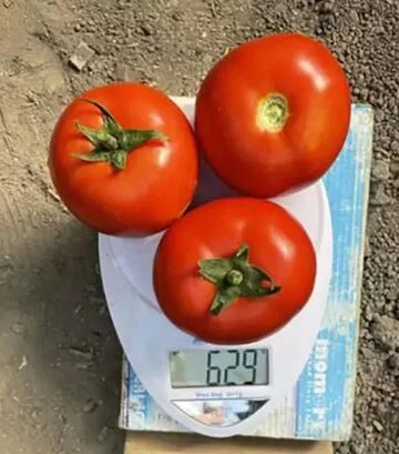 Семена томата F155 F1, п.е. 250 семян (Spark Seeds) - фото 2