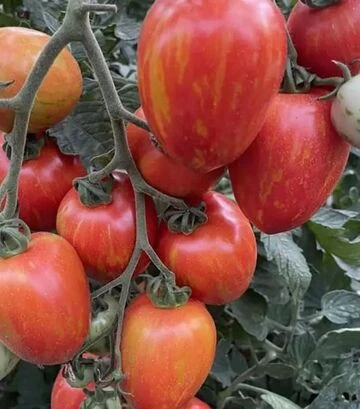 Семена томата Филадельфия F1, п.е. 250 семян (Spark Seeds) - фото 2