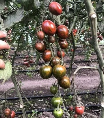 Семена томата Маритта F1, п.е. 250 семян (Spark Seeds) - фото 3