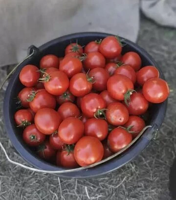 Насіння томату Асвон F1, п.о. 5 тис. насінин (Kitano Seeds) - фото 2