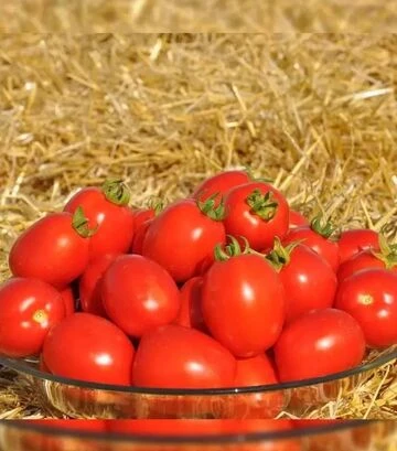 Насіння томату Чезена F1, п.о. 5 тис. насінин (Libra Seeds) - фото 2