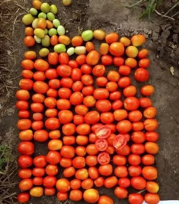 Семена томата Салерно F1, п.е. 5 тыс. семян (Libra Seeds) - фото 3