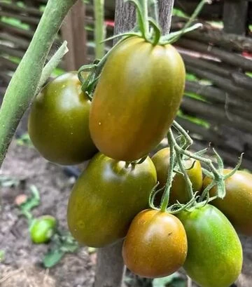 Семена томата Сиара F1, п.е. 500 семян (Breeding Seeds) - фото 2