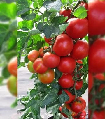 Семена томата Педро F1, п.е. 500 семян (Moravoseed) - фото 3