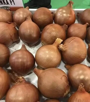 Насіння ріпчастої цибулі Оленка F1, п.о. 250 тис. насінин (Cora Seeds) - фото 3