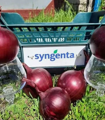 Насіння ріпчастої цибулі Дарко F1, п.о. 250 тис. насінин (Syngenta) - фото 3