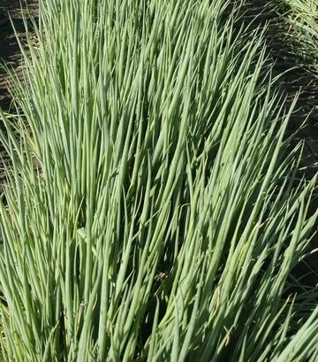 Насіння цибулі батун Капітал, 100 г (Breeding Seeds) - фото 2