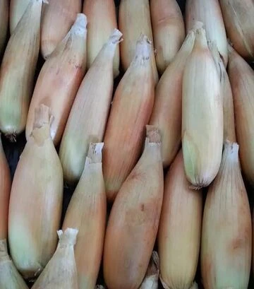 Насіння ріпчастої цибулі Тоска, 100 г (Moravoseed) - фото 2