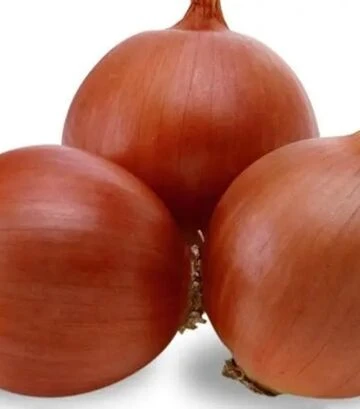 Насіння ріпчастої цибулі Аттіка F1, п.о. 250 тис. насінин (Cora Seeds) - фото 3