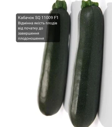 Семена кабачка SQ 11009 F1, п.е. 500 семян (Sakata) - фото 2