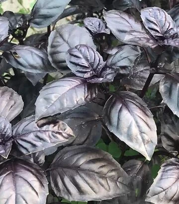 Семена базилика Виолет Кинг F1, 50 г (Spark Seeds) - фото 2