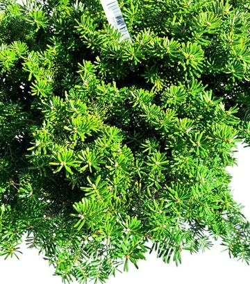 Саженец пихты корейской Тундра ЗКС 25л d50-60 - фото 2