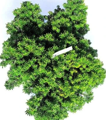 Саженец пихты корейской Тундра ЗКС 25л d50-60 - фото 3