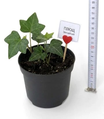 Плющ кімнатний Скутіфолія (Scutifolia) ЗКС 1р 0,5л - фото 2