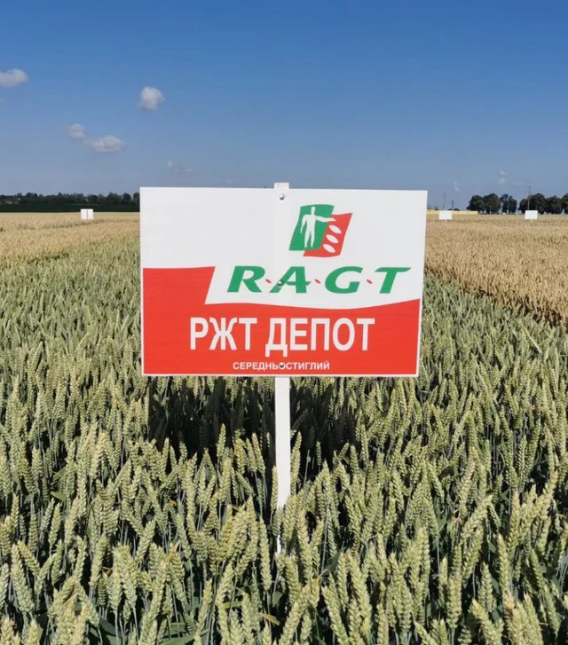 Пшениця озима РЖТ Депот, т (RAGT)