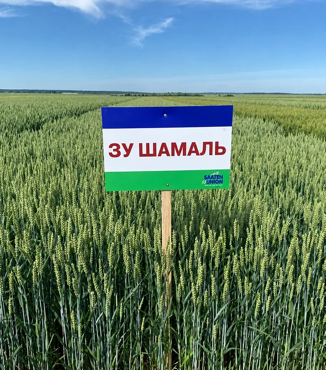 Пшениця озима ЗУ Шамаль, 25 кг (Saaten Union)