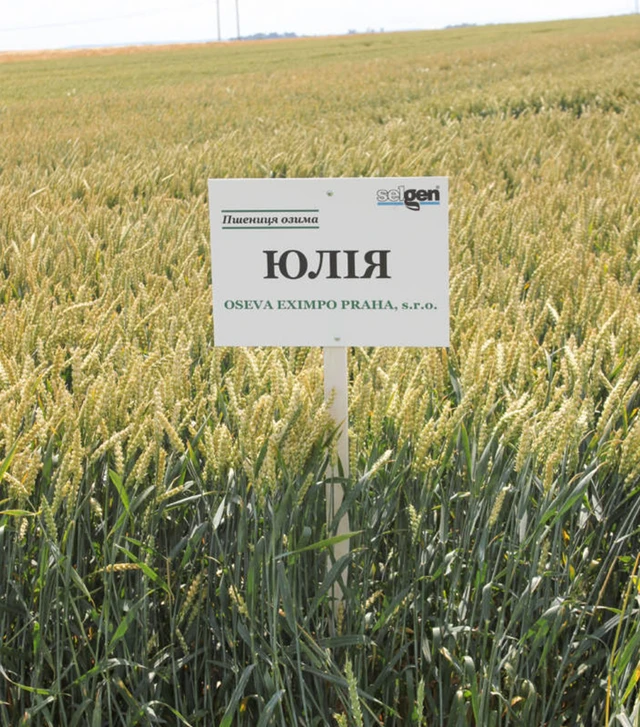 Пшениця озима Юлія, 25 кг (Selgen)