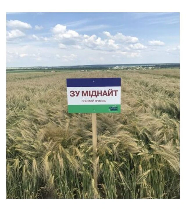 Ячмінь озимий ЗУ Міднайт, т (Saaten Union)