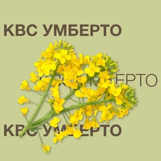 Ріпак озимий Умберто КВС, п.о. 1 500 тис. насінин (KWS)