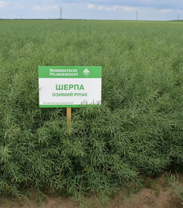 Ріпак озимий Шерпа, п.о. 1 500 тис. насінин (Lembke)
