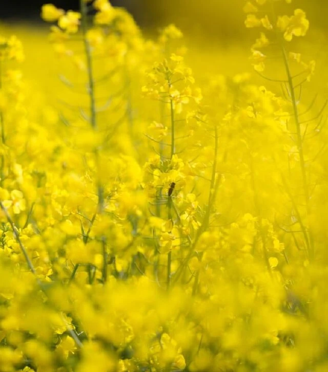 Ріпак озимий Пірол, п.о. 1,5 млн. насінин (Saatbau)