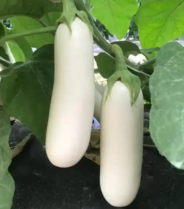 Семена баклажана CRX 50153 F1, п.е. 500 семян (Cora Seeds)