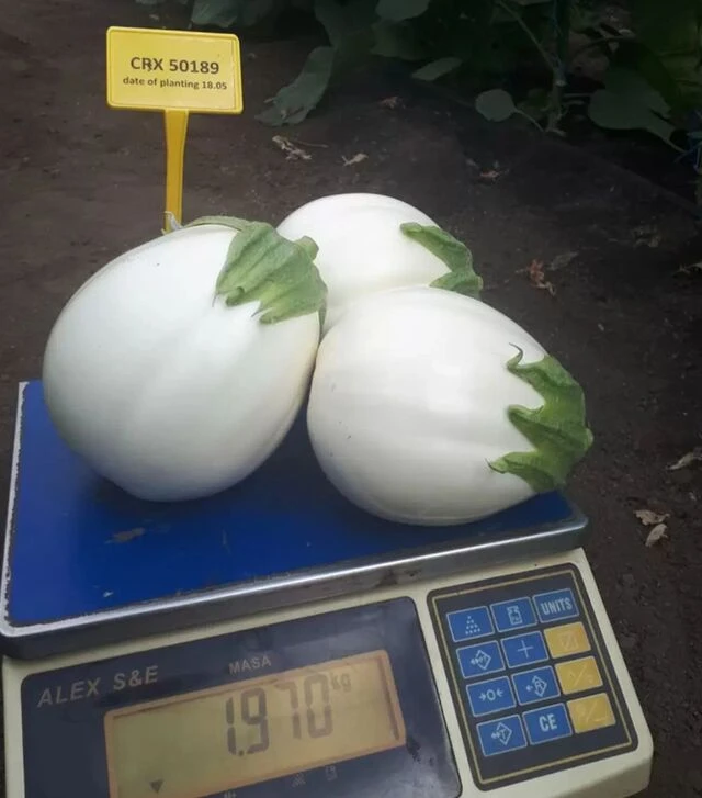 Насіння баклажану CRX 50189 F1, п.о. 100 насінин (Cora Seeds)