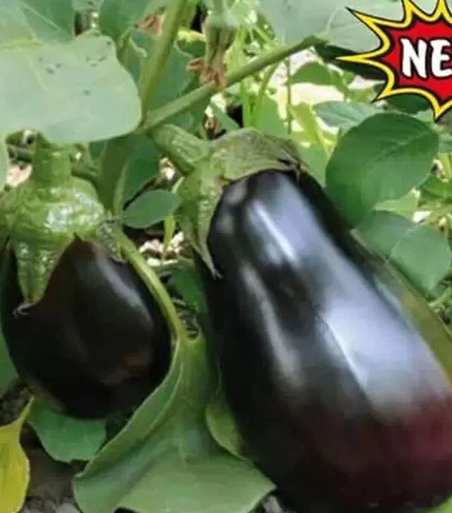 Семена баклажана Модар F1, п.е. 1 тыс семян (Lark Seeds)