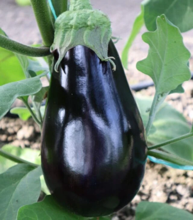 Семена баклажана ES 3592 F1, п.о. 100 семян (Ergon Seed)