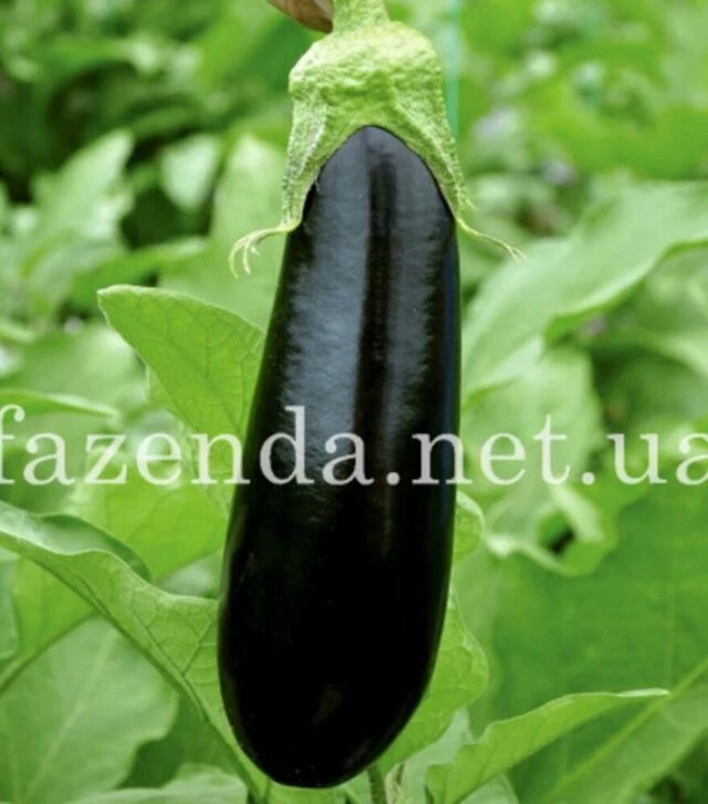 Насіння баклажана Ельдорадо F1, п.о. 250 насінин (Libra Seeds)