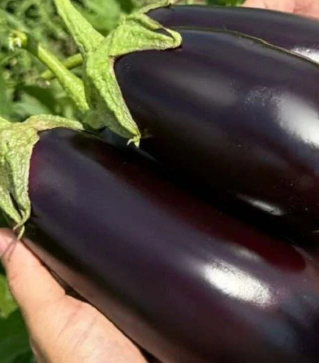 Насіння баклажана 48-16 F1, п.о. 250 насінин (Libra Seeds)