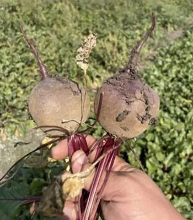 Насіння буряка Атлас F1, п.о. 25 тис.насінин (Spark Seeds)