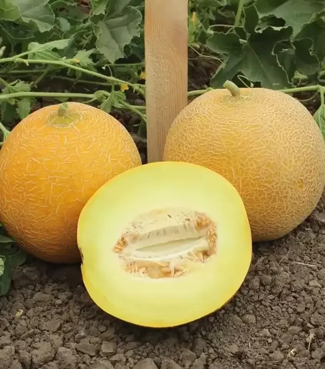 Насіння дині Ванда F1, п.о. 1 тис. насінин (Kitano Seeds)