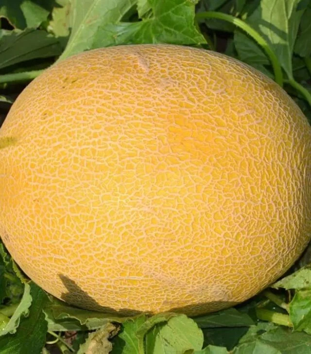 Семена дыни М 21 F1, п.е. 1 тыс. семян (Libra Seeds)