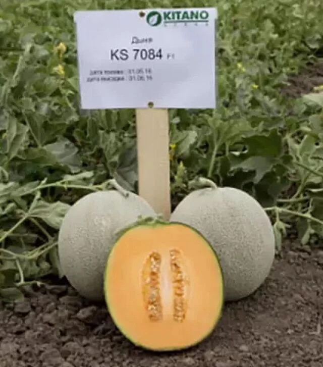 Насіння дині Севинта F1, п.о. 1 тис. насінин (Kitano Seeds)