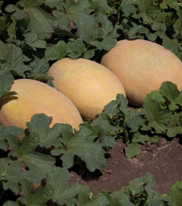 Семена дыни Кубус F1 (КС 6188 F1), п.о. 100 семян (Kitano Seeds)