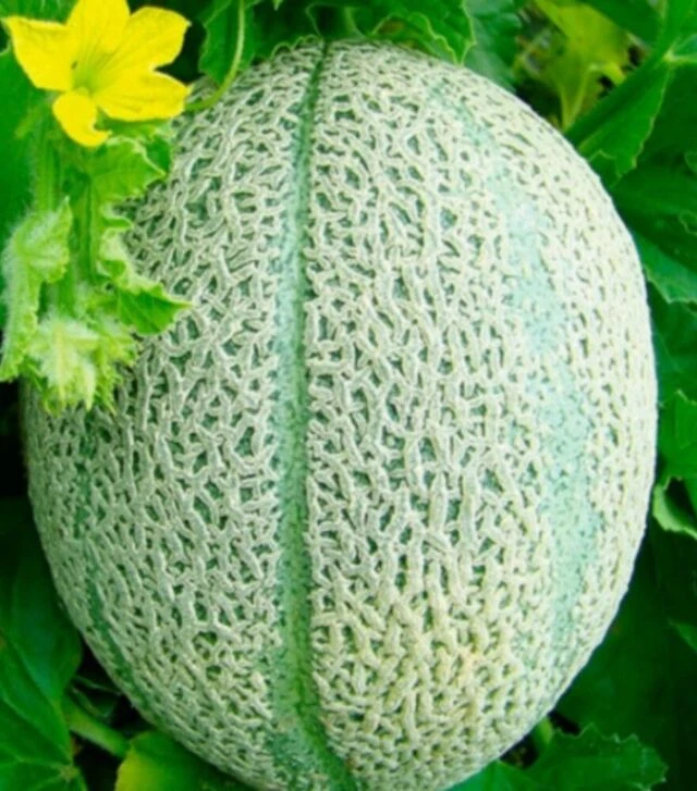 Семена дыни Ортолани, 500 г (Hortus)