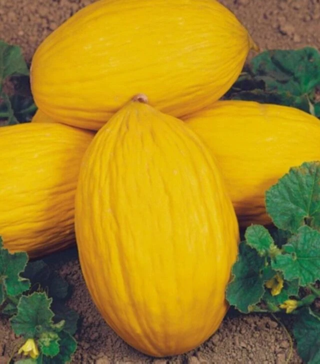 Насіння дині Ругосо ді Косенца, 500 г (Hortus)