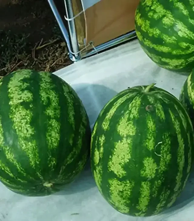 Семена арбуза Сан Мир F1, п.е. 500 семян (Cora Seeds)