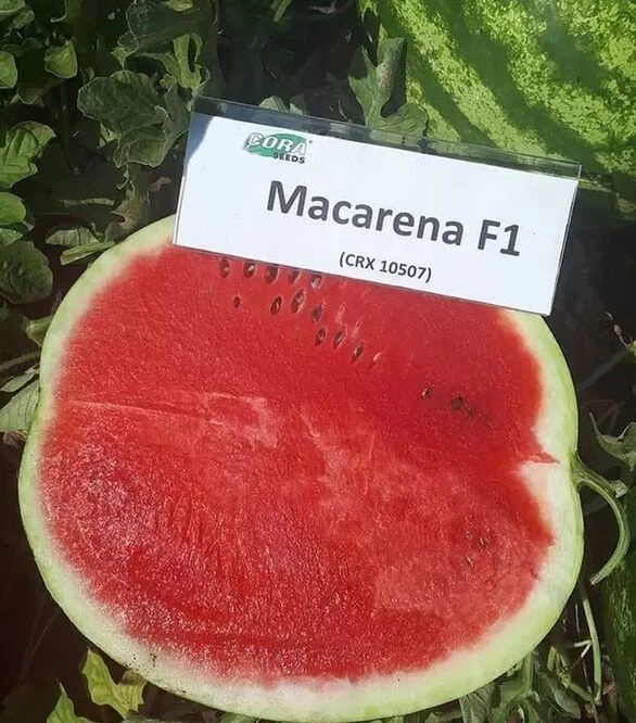 Насіння кавуна Макарена F1, п.о. 1 тис. насінин (Cora Seeds)