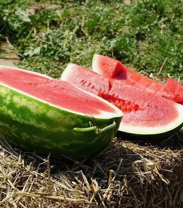 Семена арбуза КС 350 F1, п.е. 1 тыс. семян (Kitano Seeds)