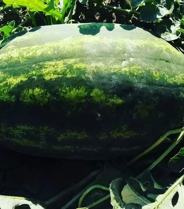 Насіння кавуна Монро F1 (INX 1723 F1), п.о. 1 тис. насінин (Innova Seeds)