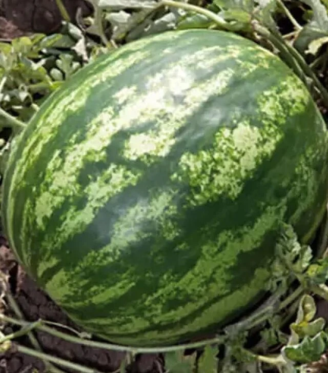 Семена арбуза КС 165 F1, п.е. 1 тыс. семян (Kitano Seeds)