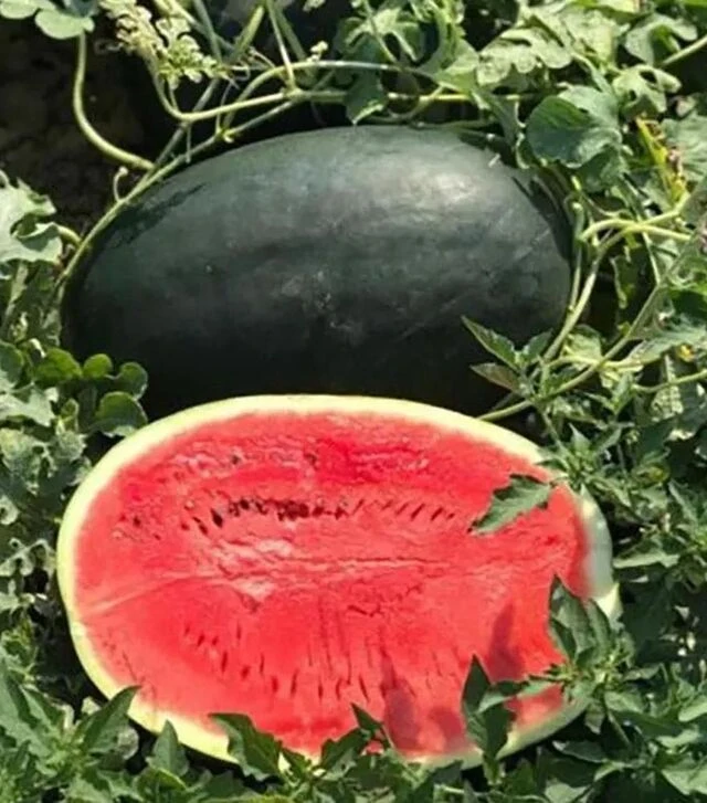 Семена арбуза СРХ 10510 F1, п.е. 1 тыс. семян (Cora Seeds)