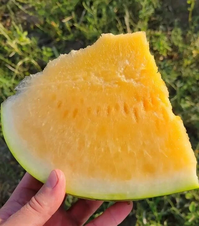 Семена арбуза Оранж Лакшери F1, п.е. 500 семян (Lark Seeds)