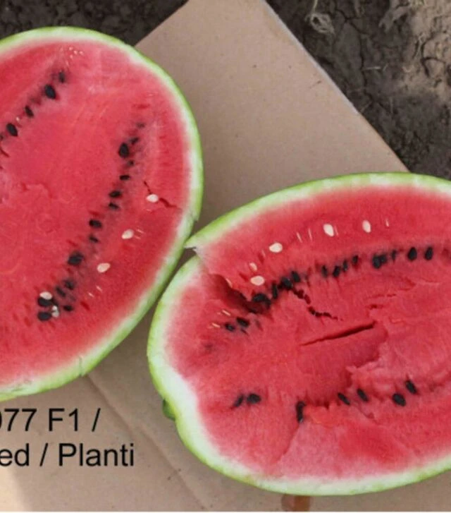 Семена арбуза ЕС 75077 F1, п.о. 500 семян (Ergon Seed)
