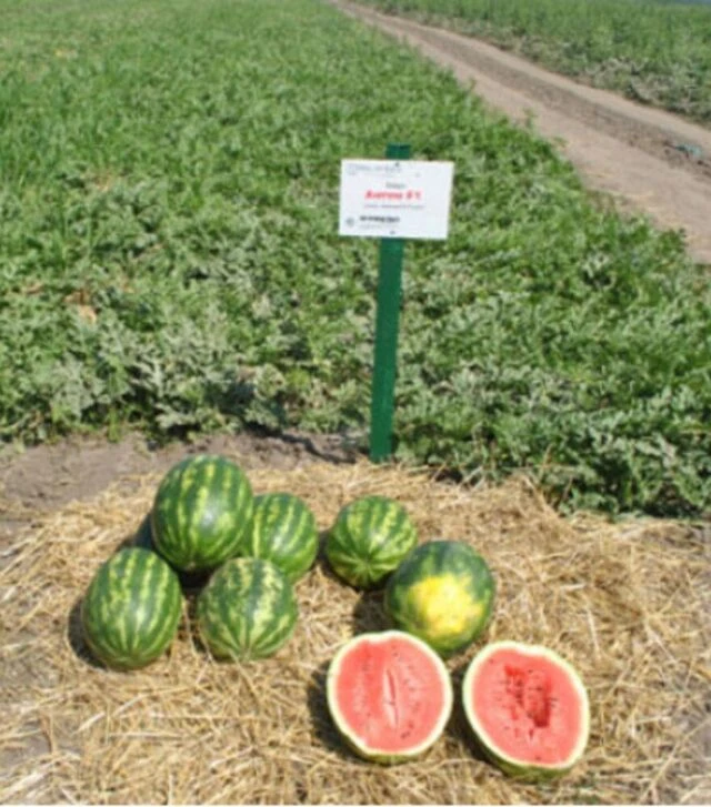 Насіння кавуна Антем F1, п.о. 1 тис. насінин (Hollar Seeds)