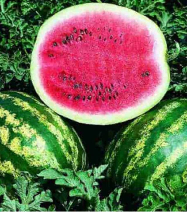 Семена арбуза Ау Продюсер, 50 г (Agri Saaten)