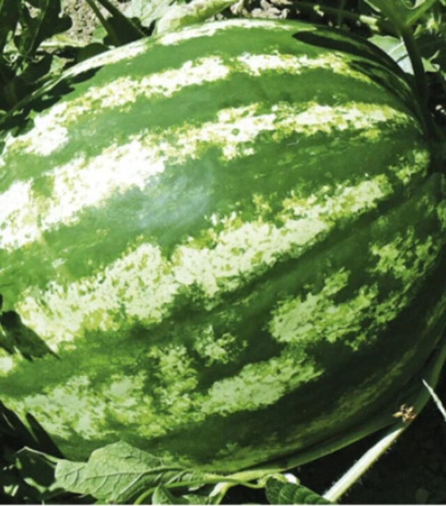 Семена арбуза Ау Продюсер, 5 кг (Hollar Seeds)