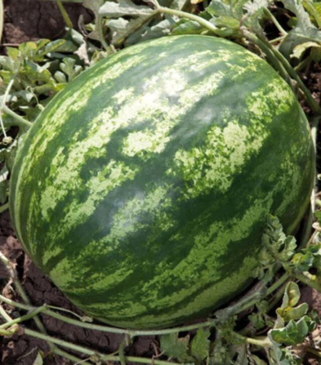 Семена арбуза Балу (КС 165) F1, п.о. 100 семян (Kitano Seeds)